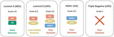 GRPR-targeting radiotheranostics for breast cancer management